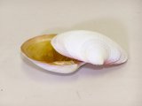 茶道具】宗廣造 裏千家十一代玄々斎好み 延虫小舟香合 香合301